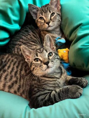 Nala King, Baby Female Domestic Medium Hair