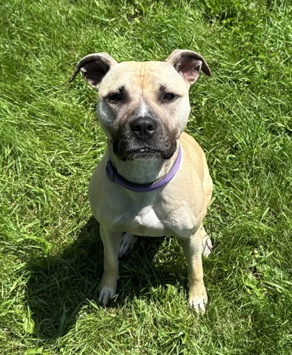 JoJo, an adoptable Pit Bull Terrier, Mixed Breed in Willmar, MN, 56201 | Photo Image 1