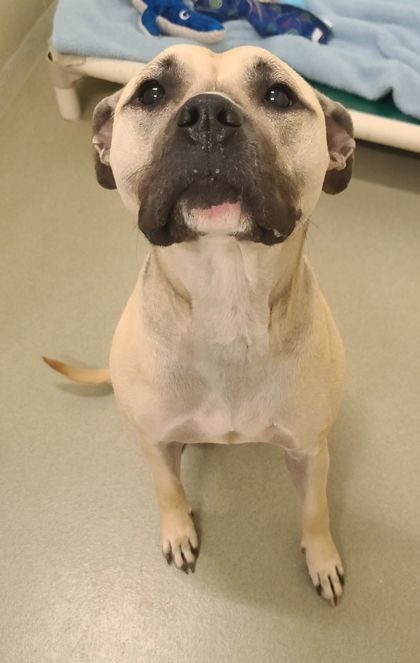 JoJo, an adoptable Pit Bull Terrier, Mixed Breed in Willmar, MN, 56201 | Photo Image 2