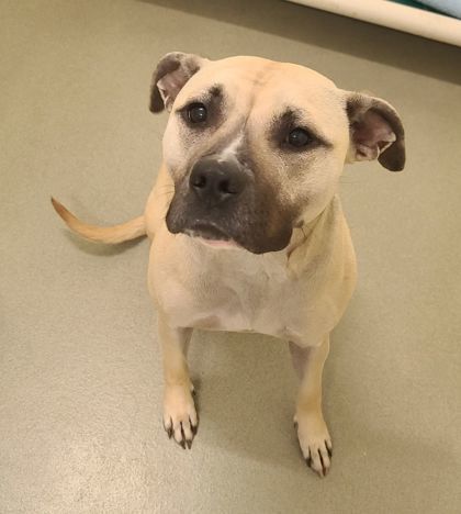 JoJo, an adoptable Pit Bull Terrier, Mixed Breed in Willmar, MN, 56201 | Photo Image 3