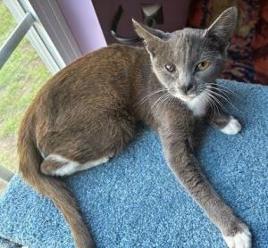 Libra, Adult Female Domestic Short Hair