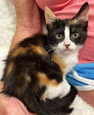 Chicory, Baby Female Domestic Short Hair
