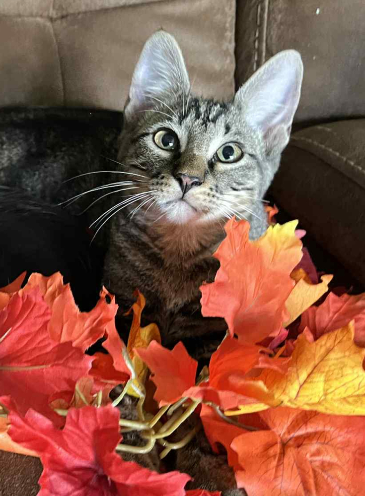 Cosmo