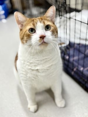 JOEY, Adult Male Domestic Short Hair