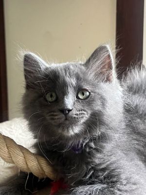 Popeye, Baby Male Domestic Long Hair