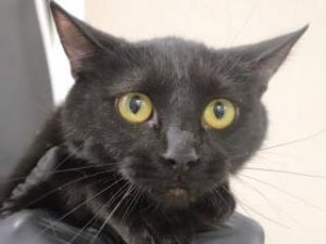 782495, Adult Female unknown
