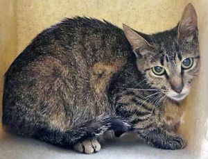 782585, Adult Female unknown