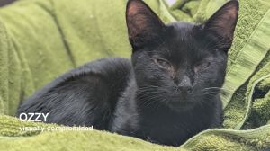 Ozzy, Young Male Domestic Short Hair
