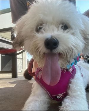 Walker Coton de Tulear Dog