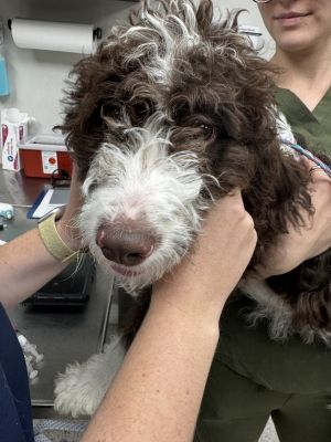 Name Rex Age 8 Months Breed Springadoodle Springer Spaniel x Poodle Gender Male Meet Rex A Sm