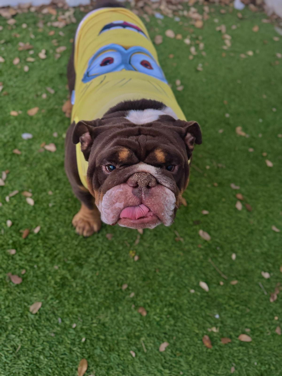 TOOTSE ROLL