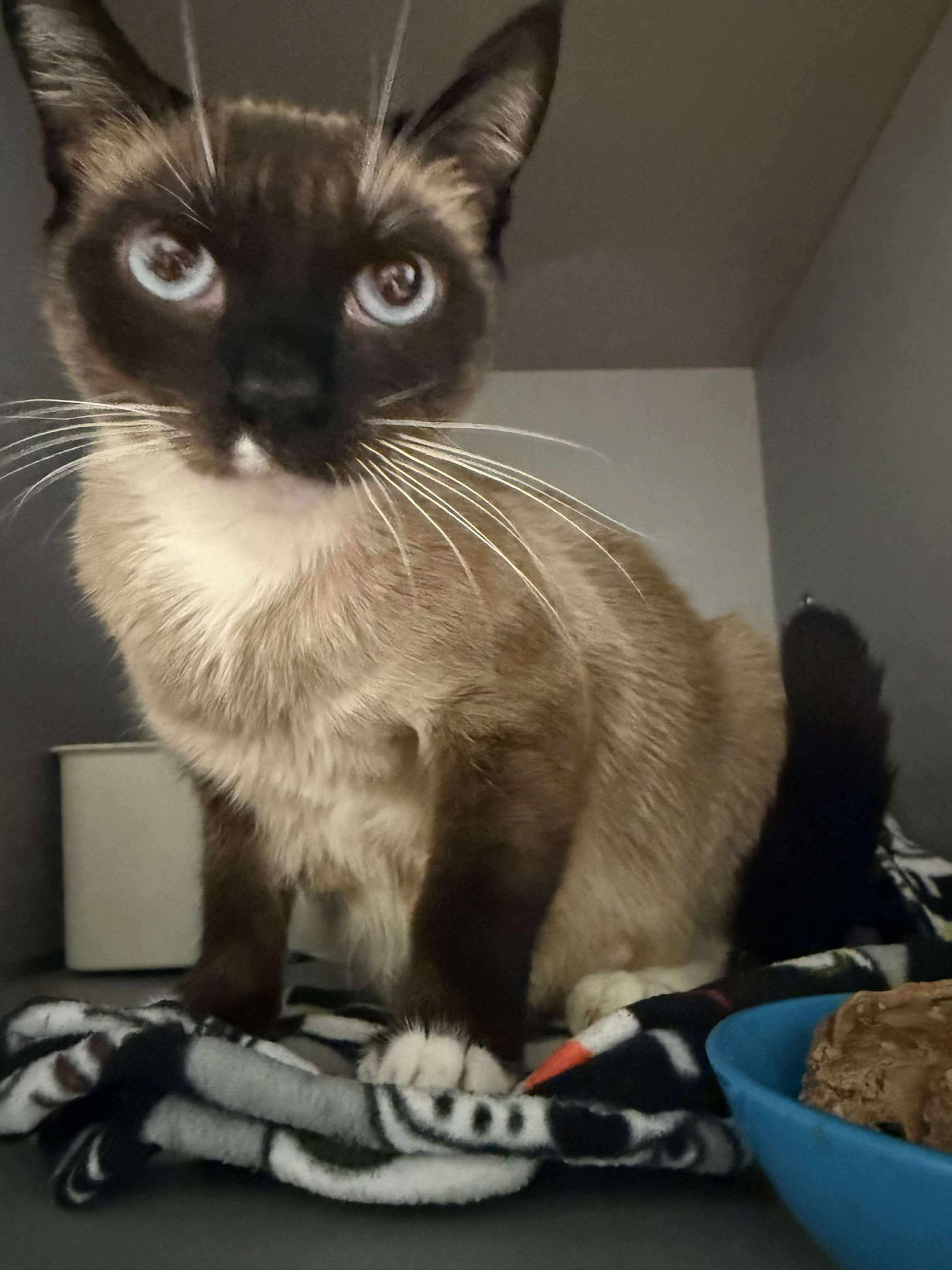 Sage (Napa Petco)