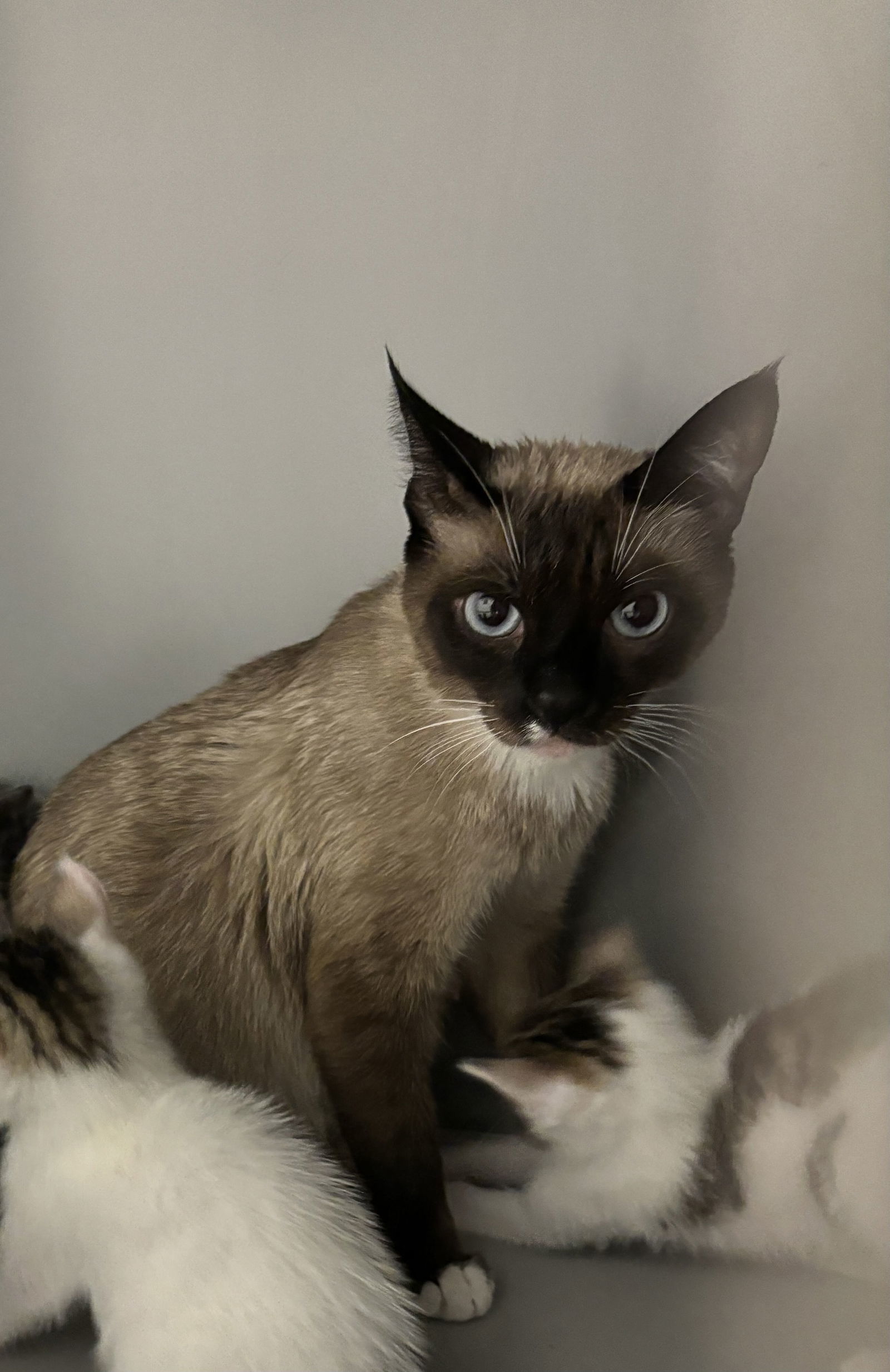 Sage (Napa Petco)
