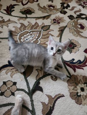 Char, Baby Female unknown