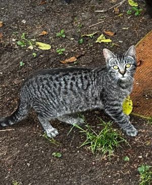 Noel Domestic Short Hair Cat