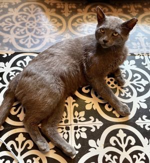 Bosh Domestic Short Hair Cat
