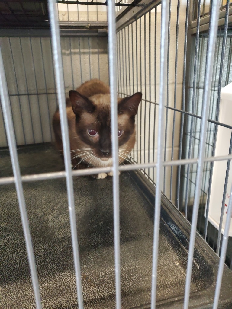 Koko