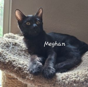 Meghan #perpetual-motion Bombay Cat