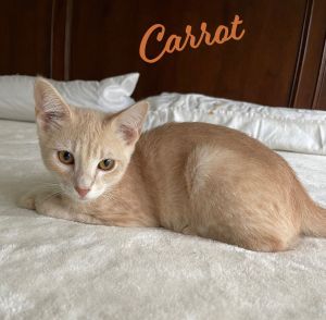 Carrot #where-is-my-dinner? Tabby Cat