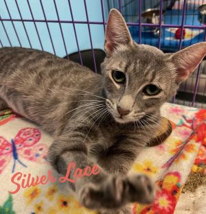 Silver Lace #demure-little-damsel Tabby Cat