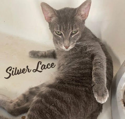 Silver Lace Demurelittledamsel photo 1