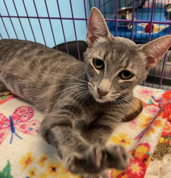 Silver Lace Demurelittledamsel thumbnail 2