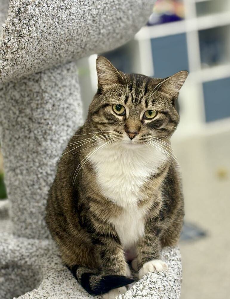 Mildred ~Adoption Center Cat~