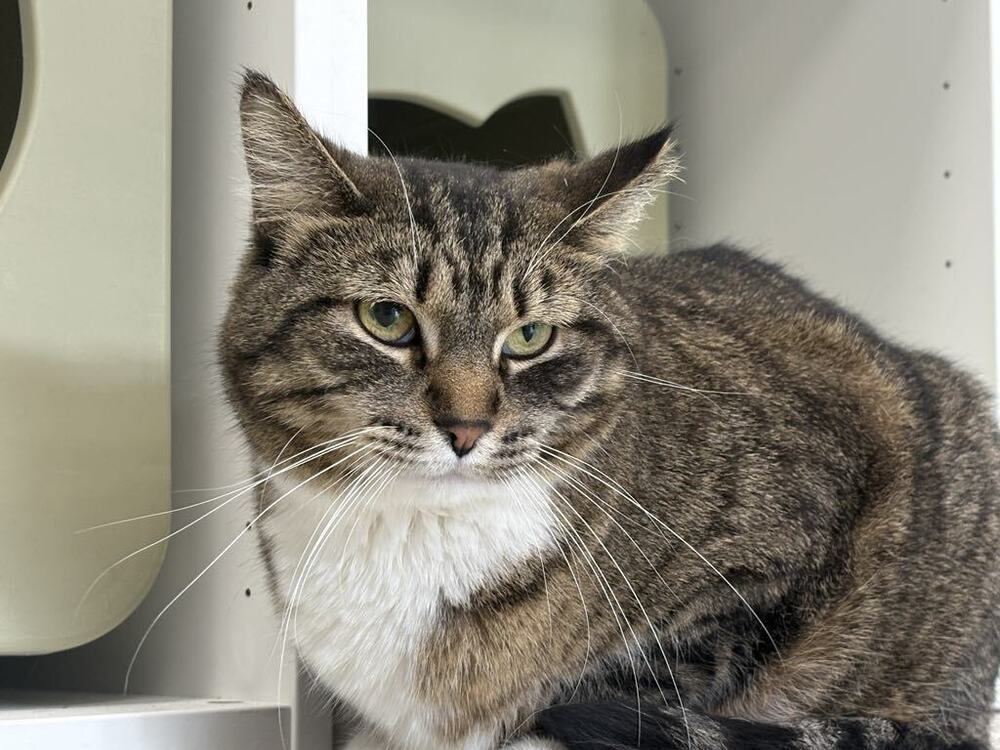 Mildred ~Adoption Center Cat~