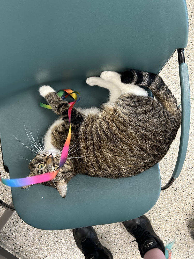 Mildred ~Adoption Center Cat~