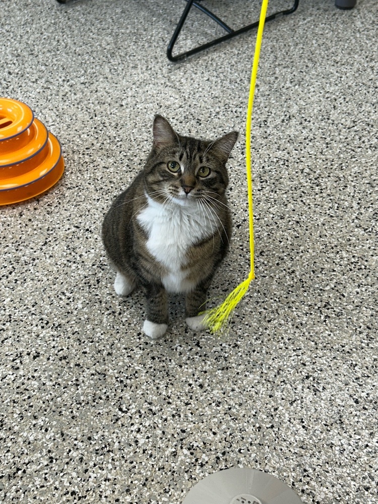 Mildred ~Adoption Center Cat~