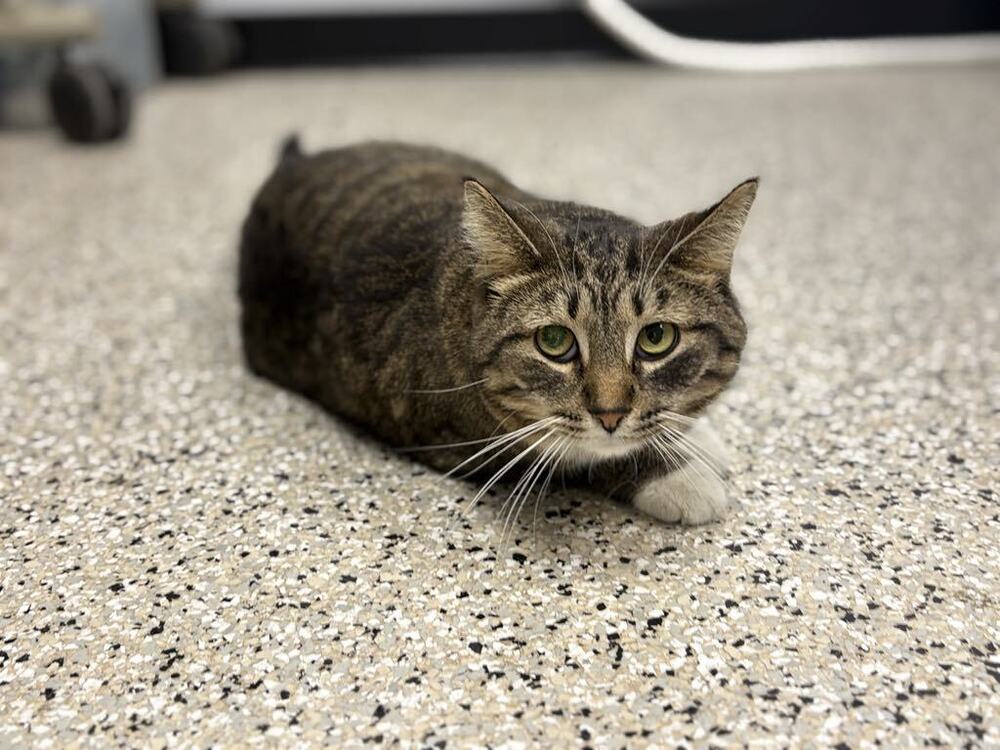 Mildred ~Adoption Center Cat~