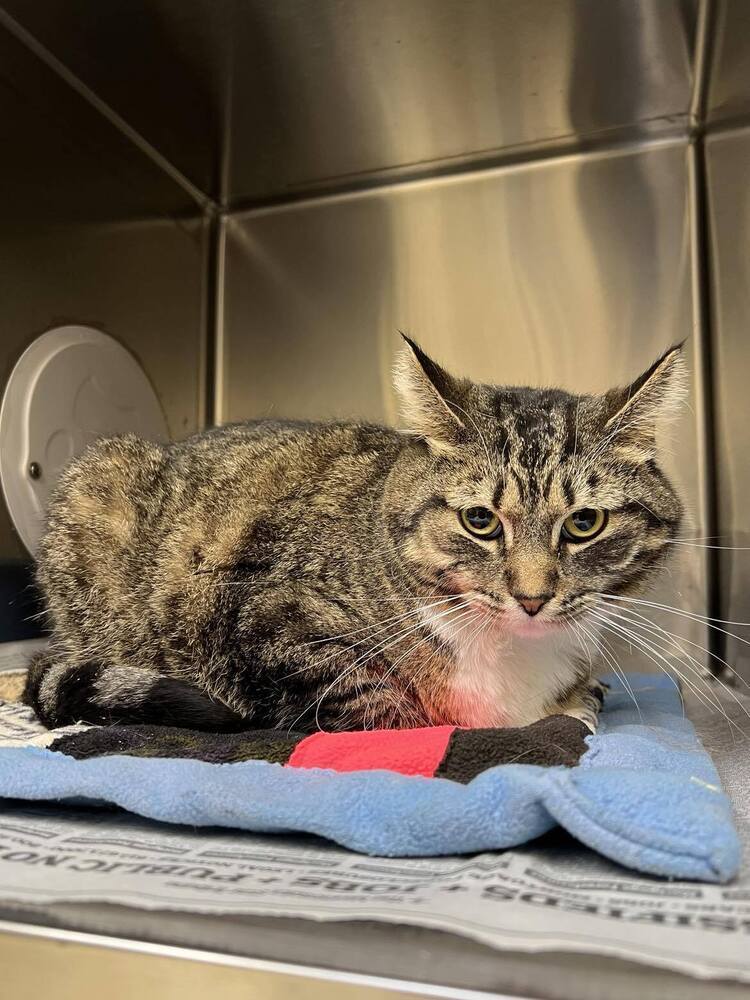 Mildred ~Adoption Center Cat~