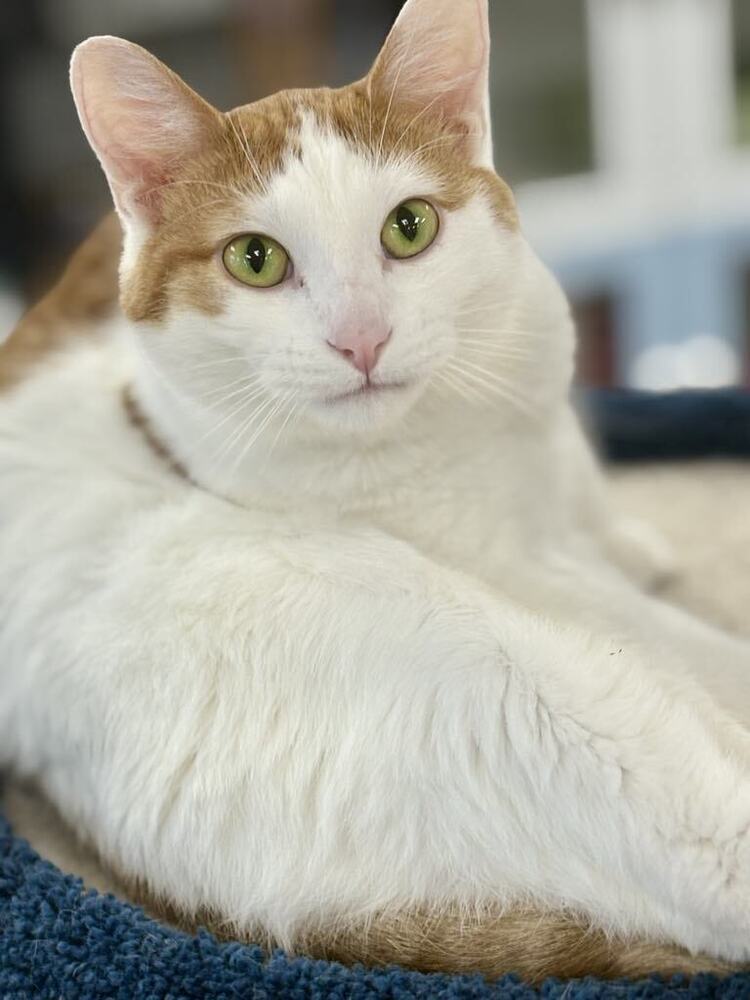 Doodle ~Adoption Center Cat~