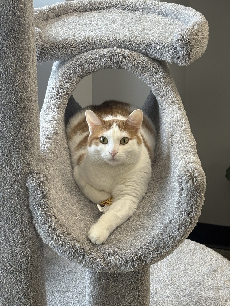Doodle ~Adoption Center Cat~