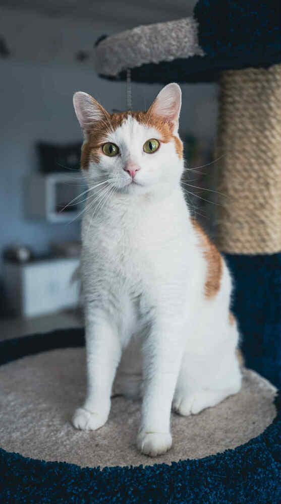 Doodle ~Adoption Center Cat~