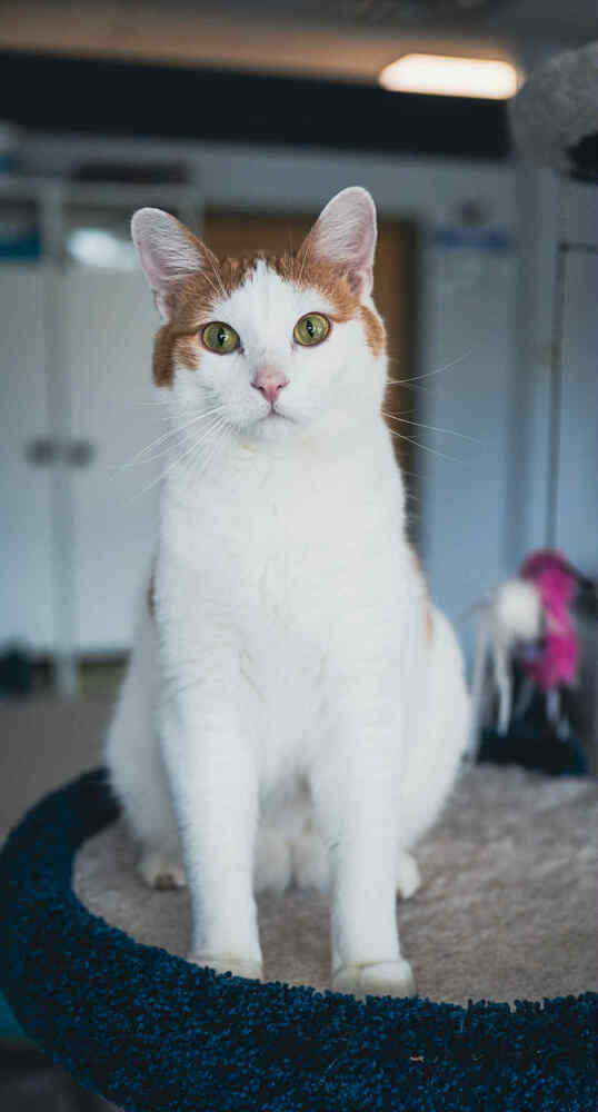 Doodle ~Adoption Center Cat~