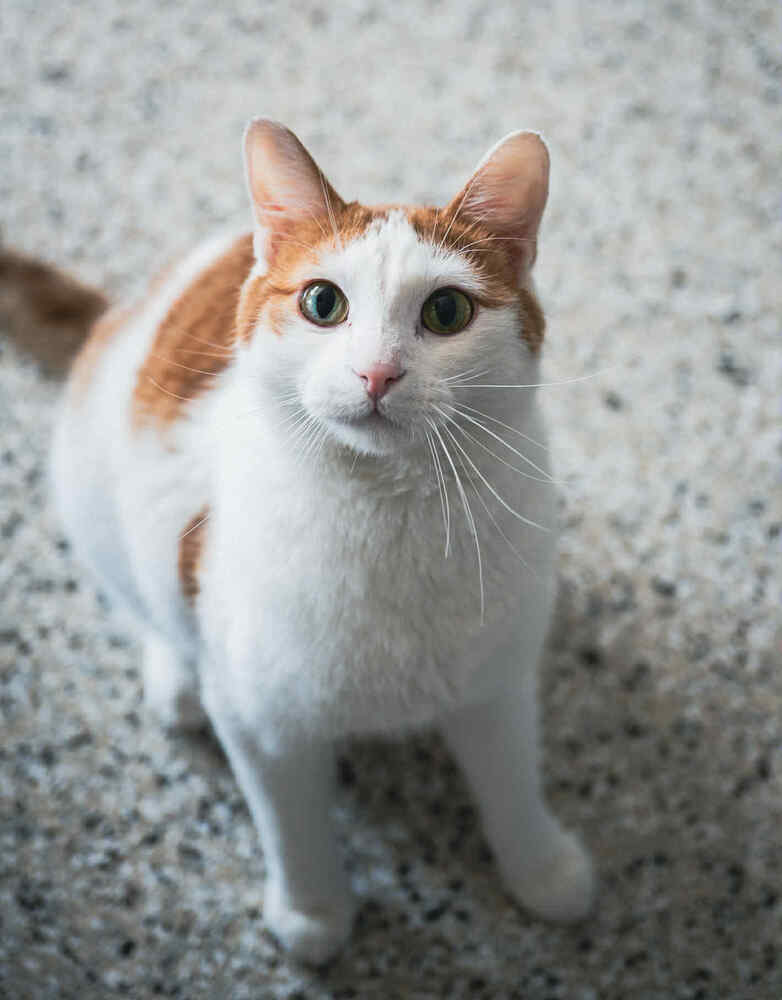 Doodle ~Adoption Center Cat~