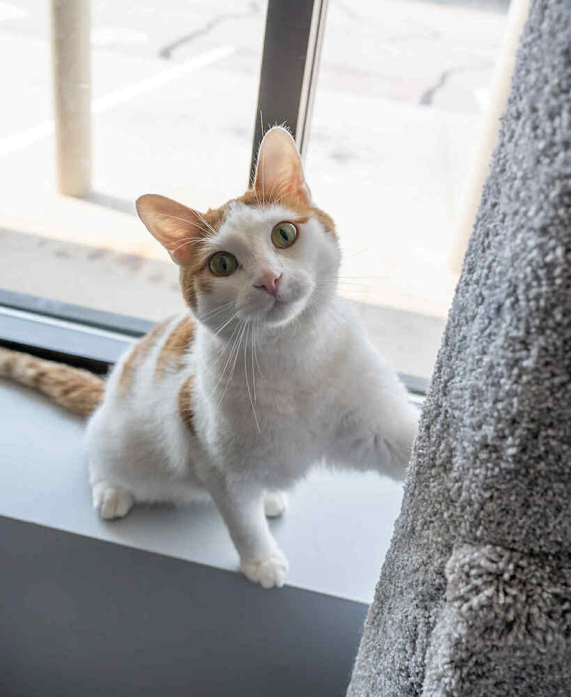 Doodle ~Adoption Center Cat~