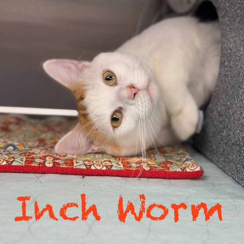 Inch Worm ~Adoption Center Cat~