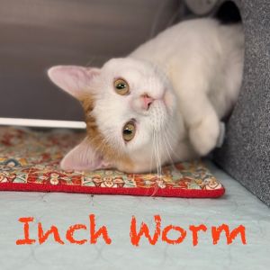 Inch Worm ~Adoption Center Cat~, Adult Male Domestic Short Hair