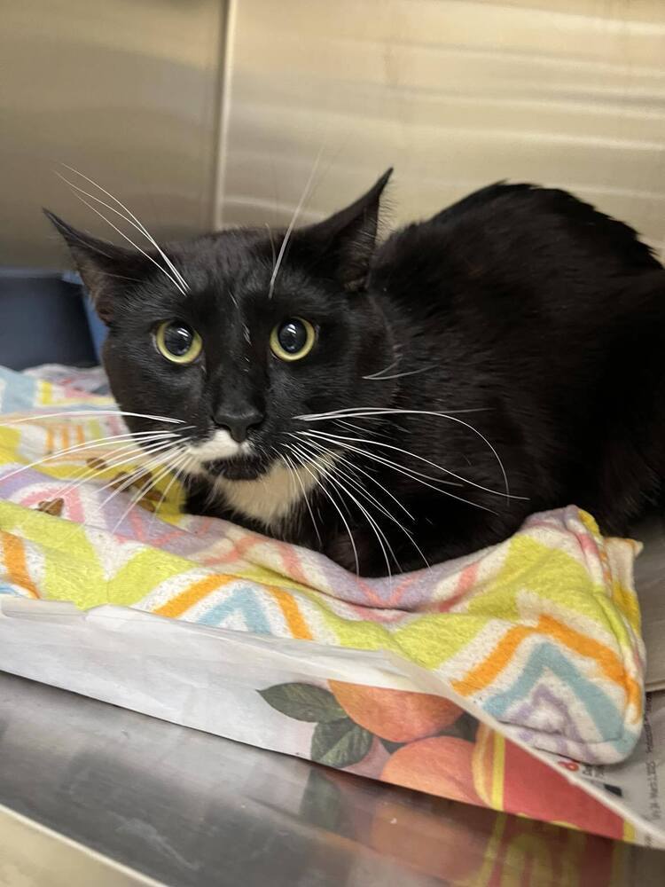 Mittens ~Adoption Center Cat~