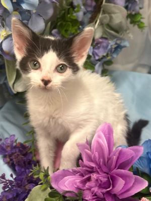5/15/25 - Tea, Baby Male Domestic Short Hair