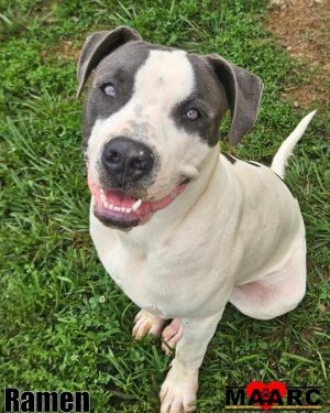 Ramen Pit Bull Terrier Dog