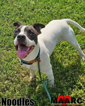 Noodles Pit Bull Terrier Dog