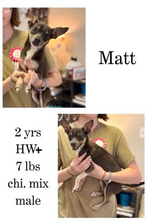 Matt, Adult Male unknown