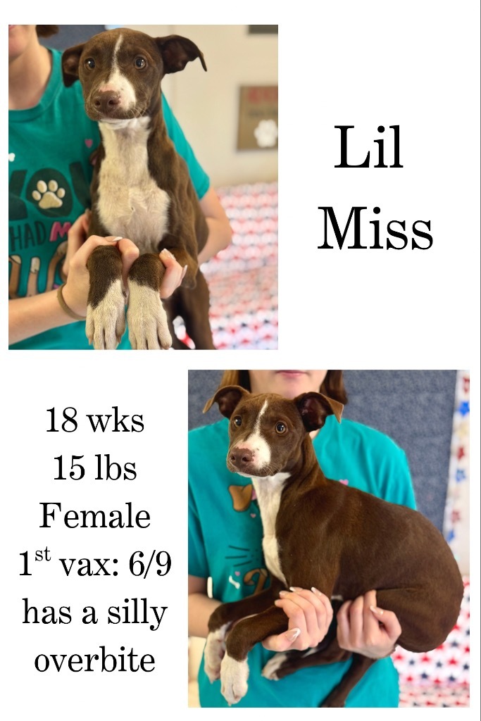 Lil Miss