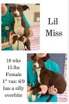 Lil Miss photo 1