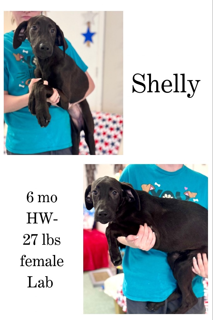 Shelly