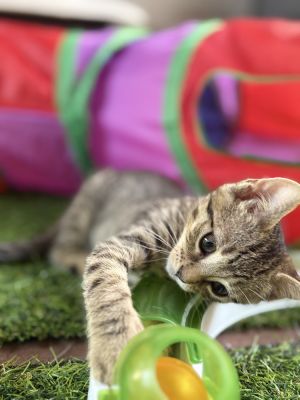 OLIVER (COURTESY POST) Domestic Short Hair Cat