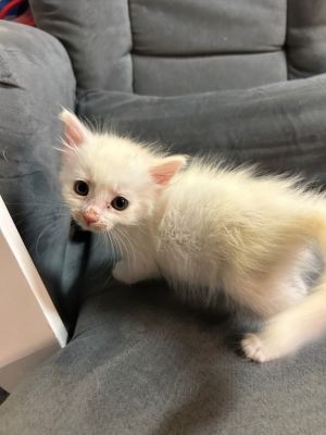 Levi, Baby Male Domestic Short Hair